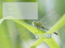 qingy-dragonfly.jpg